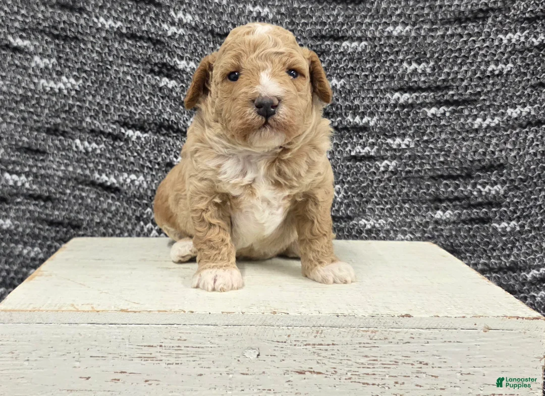 Miniature Poodle dogs for sale: Teddy  - Ad 2