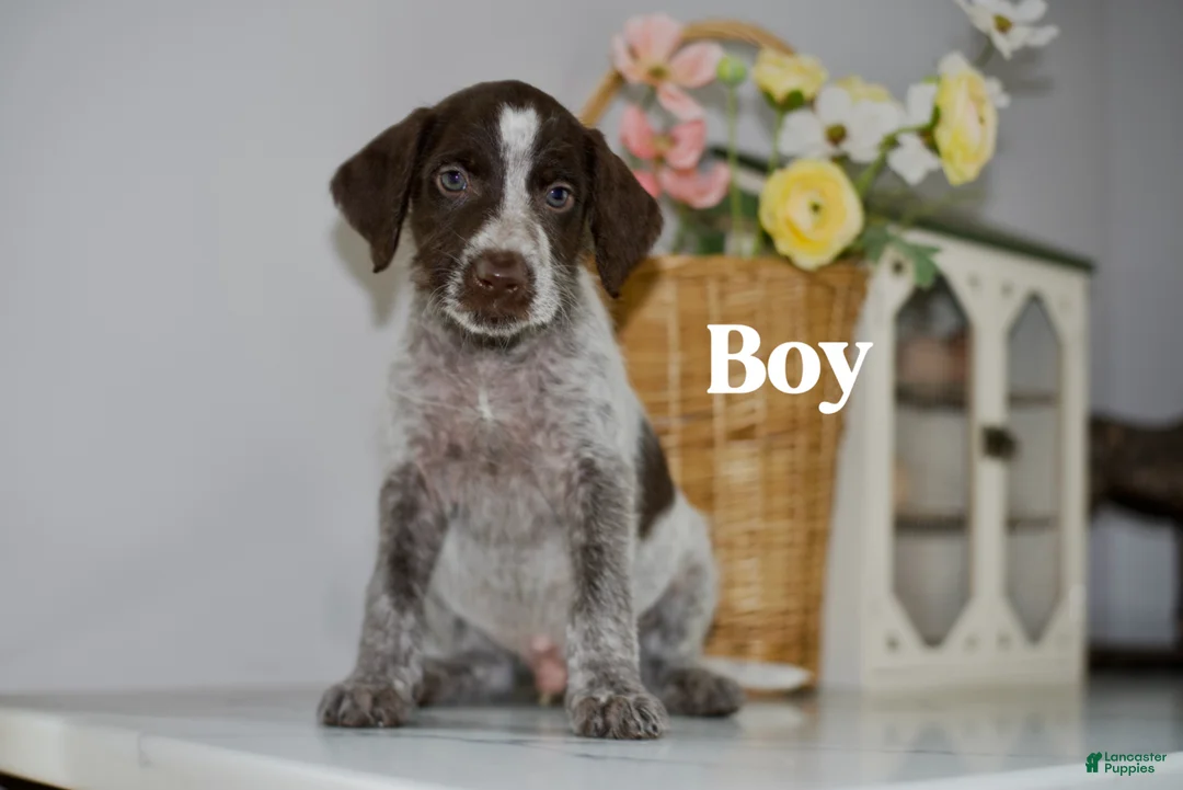 Mixed Breed dogs for sale: Timmy  - Ad 1
