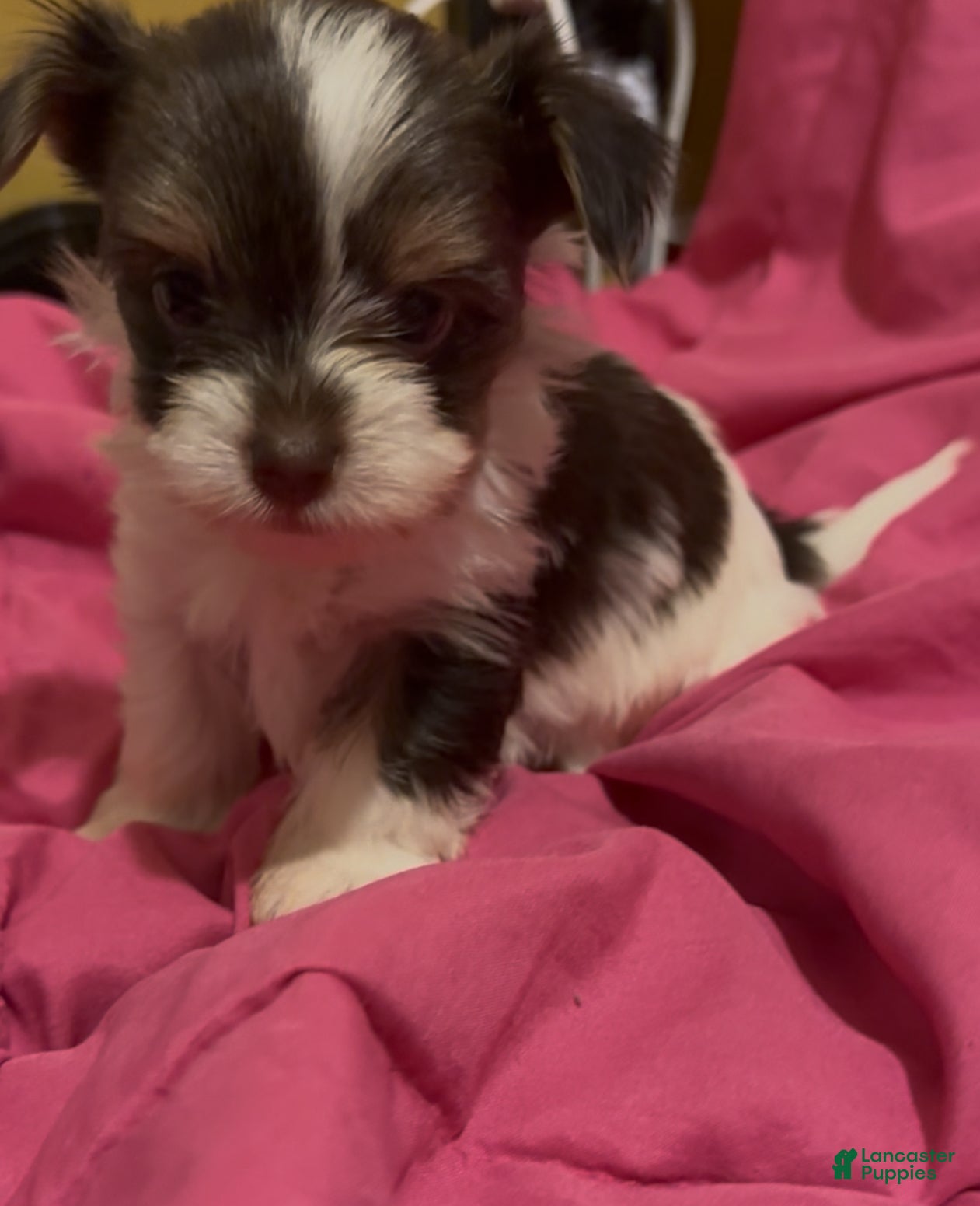 Yorkshire Terrier dogs Nova - Ad 5