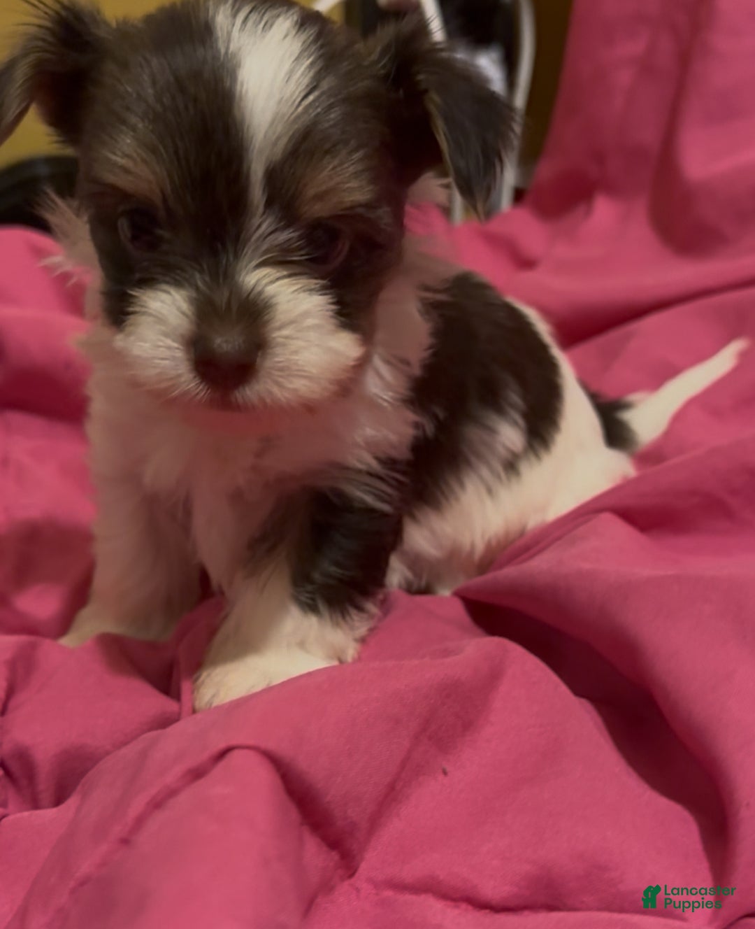 Yorkshire Terrier dogs for sale: Nova - Ad 1