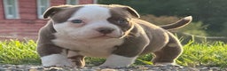 American Bully dogs for sale: Choco/White Female  - Ad 11