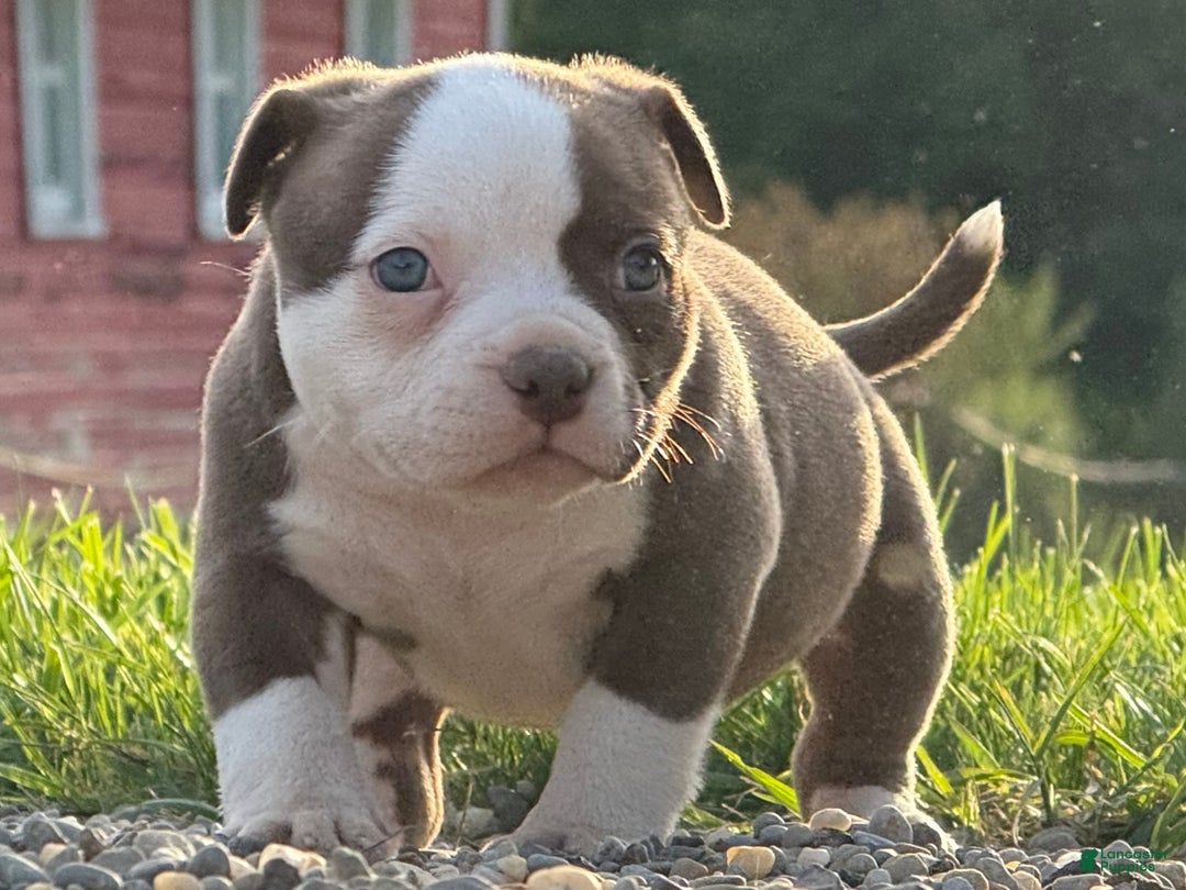 American Bully dogs for sale: Choco/White Female  - Ad 11