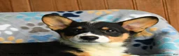 Welsh Corgi Pembroke dogs for sale: Harper - Ad 5