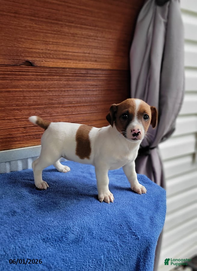 Jack Russell Terrier dogs Sally - Ad 2