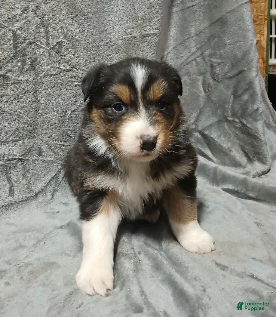 Australian Shepherd dogs Belle - Ad 2