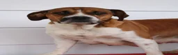 Beabull dogs for sale: Panda - Ad 6