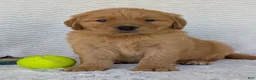 Golden Retriever dogs for sale: Hunter - Ad 2