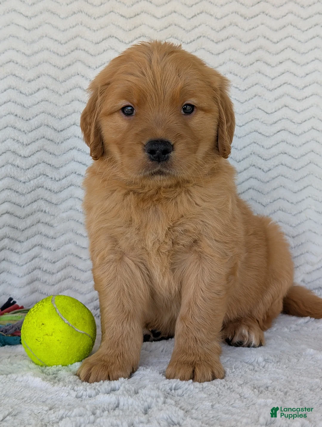 Golden Retriever dogs for sale: Hunter - Ad 2