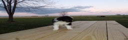 Miniature Australian Shepherd dogs for sale: Polly - Ad 4