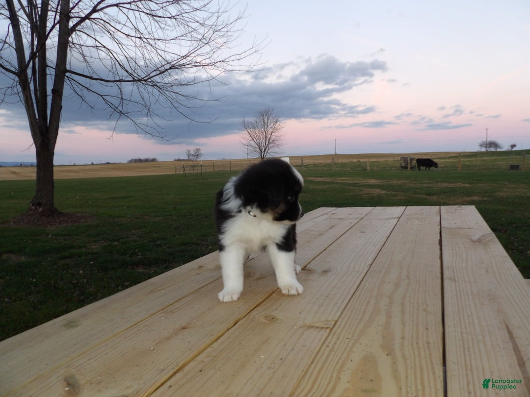 Miniature Australian Shepherd dogs for sale: Polly - Ad 4