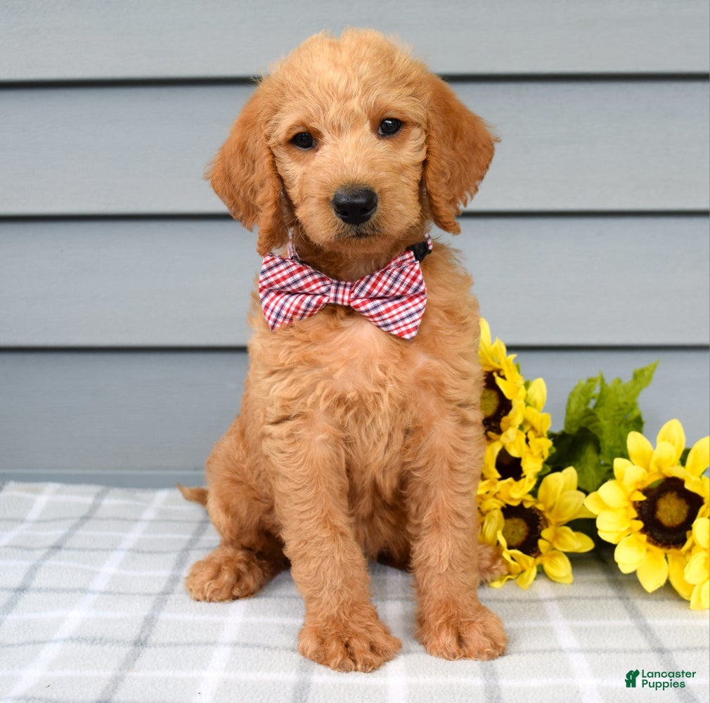 Labradoodle dogs Charlie  - Ad 1