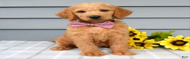 Charlie 