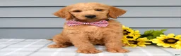 Labradoodle dogs for sale: Charlie  - Ad 1