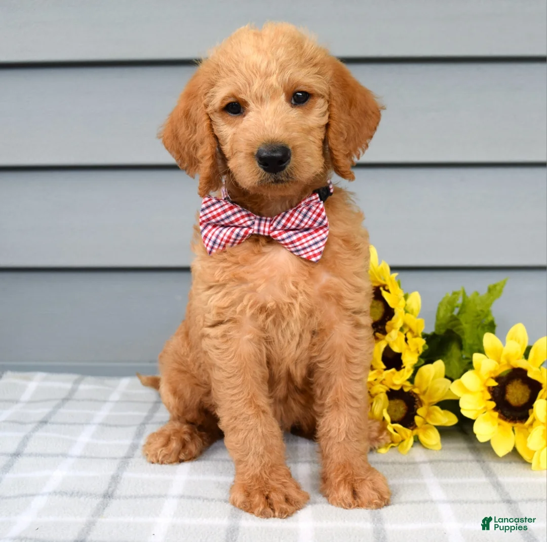 Labradoodle dogs for sale: Charlie  - Ad 1