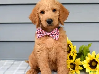 Labradoodle dogs for sale: Charlie - Ad 4