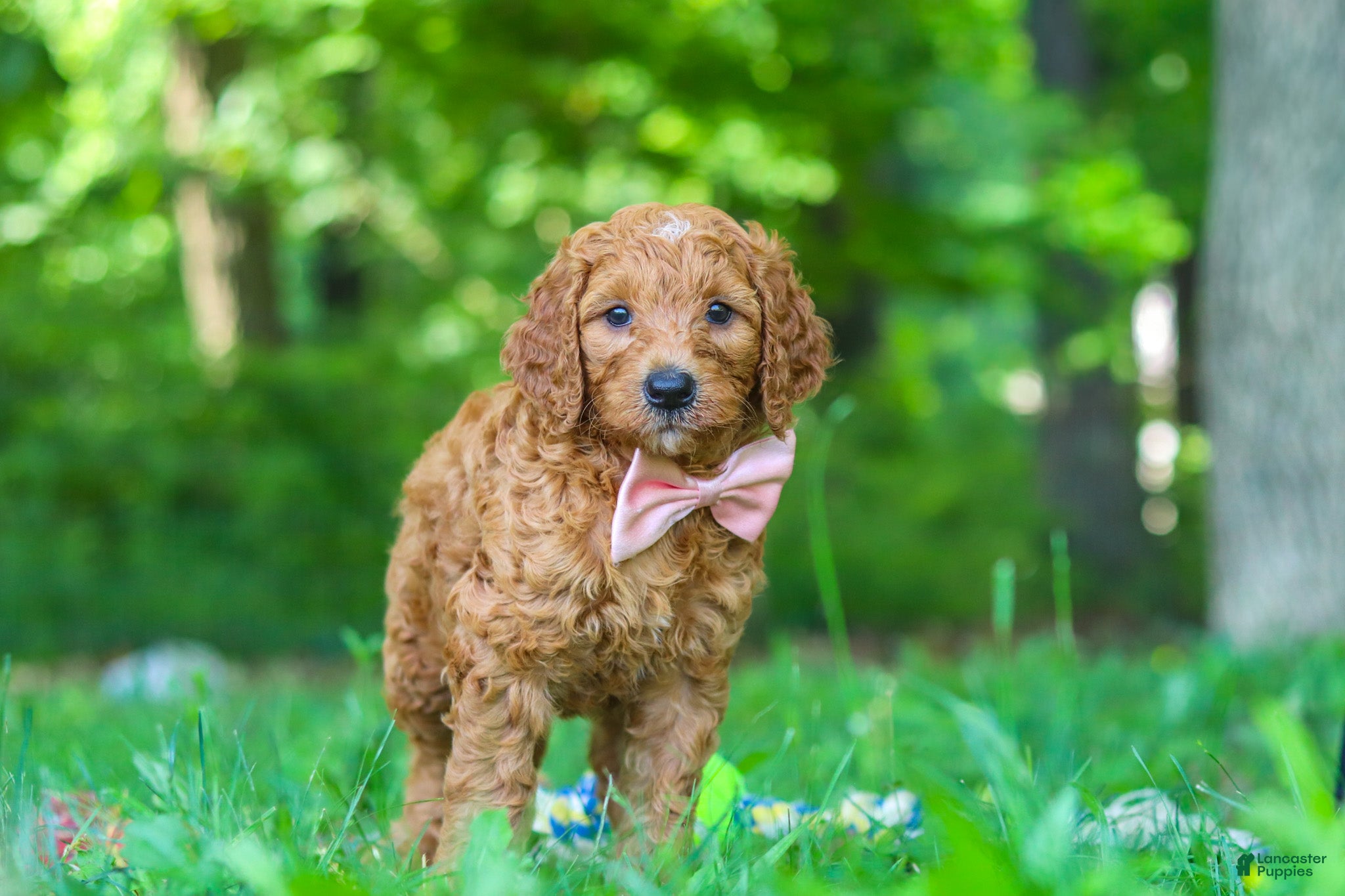 Goldendoodle dogs Hailey - Ad 2