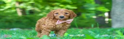 Goldendoodle dogs for sale: Hailey - Ad 2