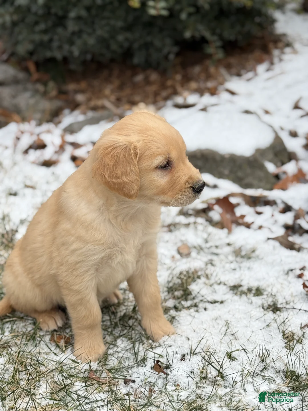 Golden Retriever dogs for sale: Susie - Ad 2