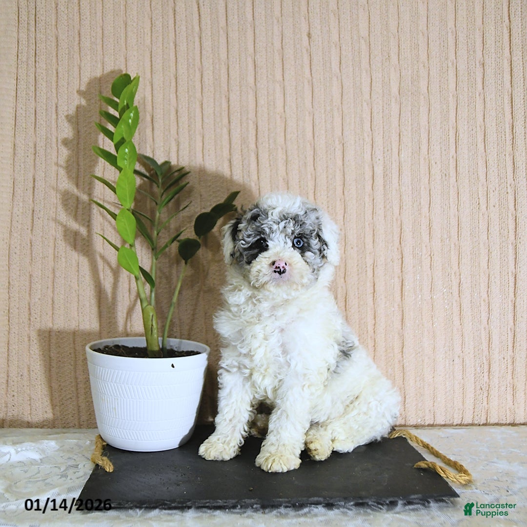 Mini Bernedoodle dogs for sale: Romeo - Ad 5