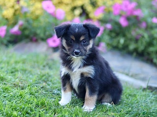 Miniature Australian Shepherd dogs - Ad 5