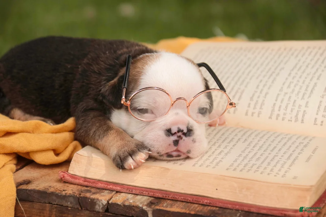 English Bulldog dogs for sale: Riley English Bulldog  - Ad 2