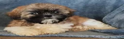 Shih Tzu dogs for sale: Molly - Ad 3
