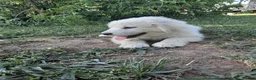 Great Pyrenees dogs for sale: Ella  - Ad 9