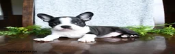 Boston Terrier dogs for sale: Evan - Ad 3