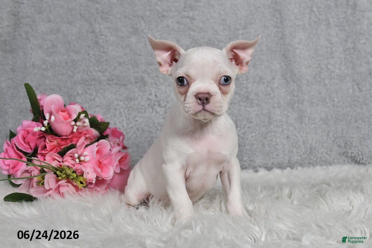 Frenchton dogs Snow White - Ad 2