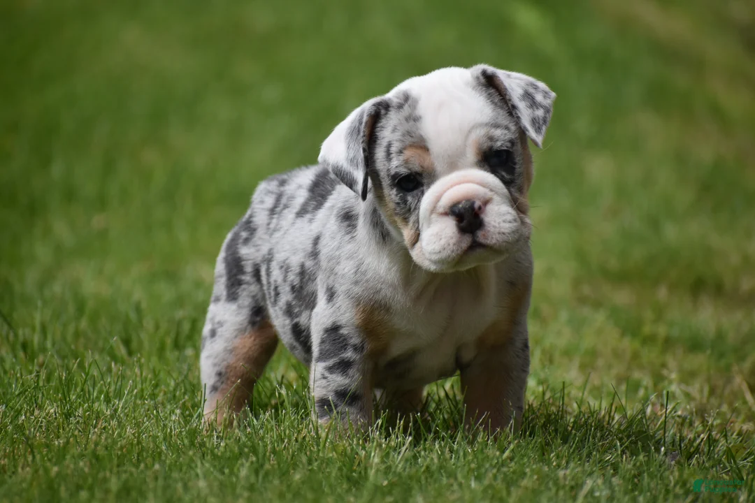 Beabull dogs for sale: Zelda - Ad 1