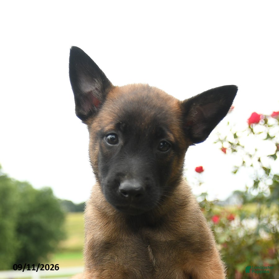 Belgian Malinois dogs Zara - Ad 2