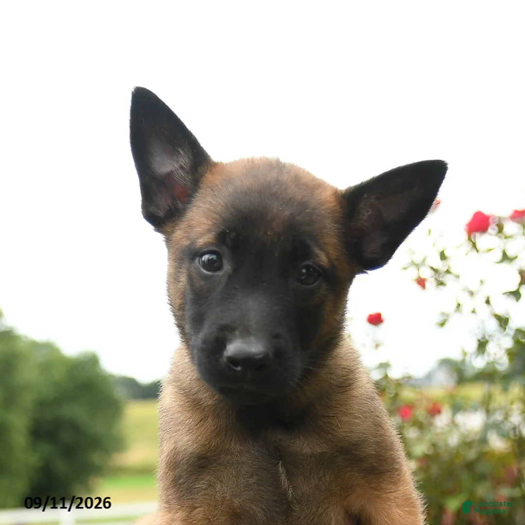 Belgian Malinois dogs for sale: Zara - Ad 2