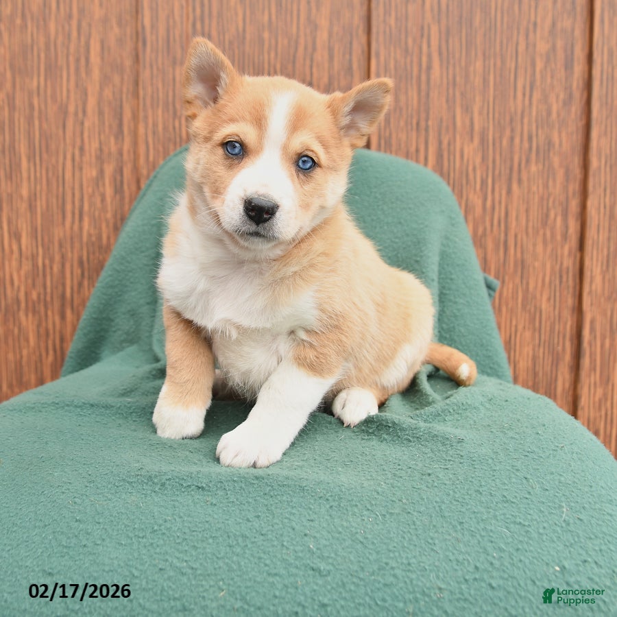 Mixed Breed dogs Alice - Ad 1