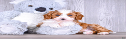 Cavapoo dogs for sale: Tony - Ad 1