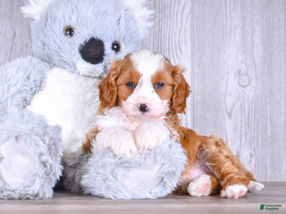 Cavapoo dogs Tony - Ad 37