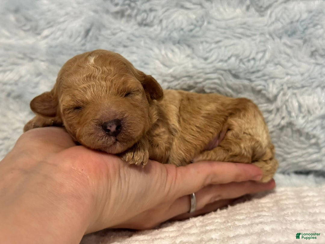 Toy Poodle dogs for sale: Tarzan - Ad 1