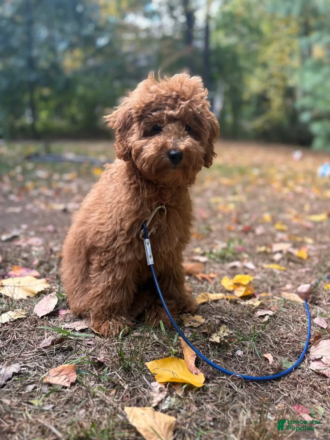 Labradoodle dogs for sale: Labradoodle 1 - Ad 5