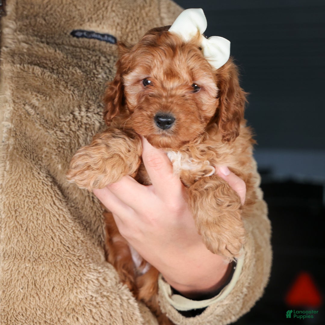 Cavapoo dogs for sale: OREO - Ad 2