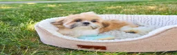 Shih Tzu dogs for sale: Theon  - Ad 11