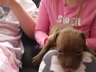 American Bully dogs Ariel Manning - Ad 29