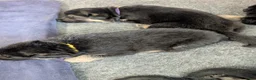 German Shepherd dogs for sale: Major - Ad 3