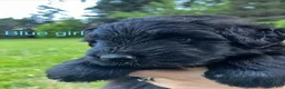 Bouvier Des Flandres dogs for sale: Bouvier Des Flandres 2 - Ad 27