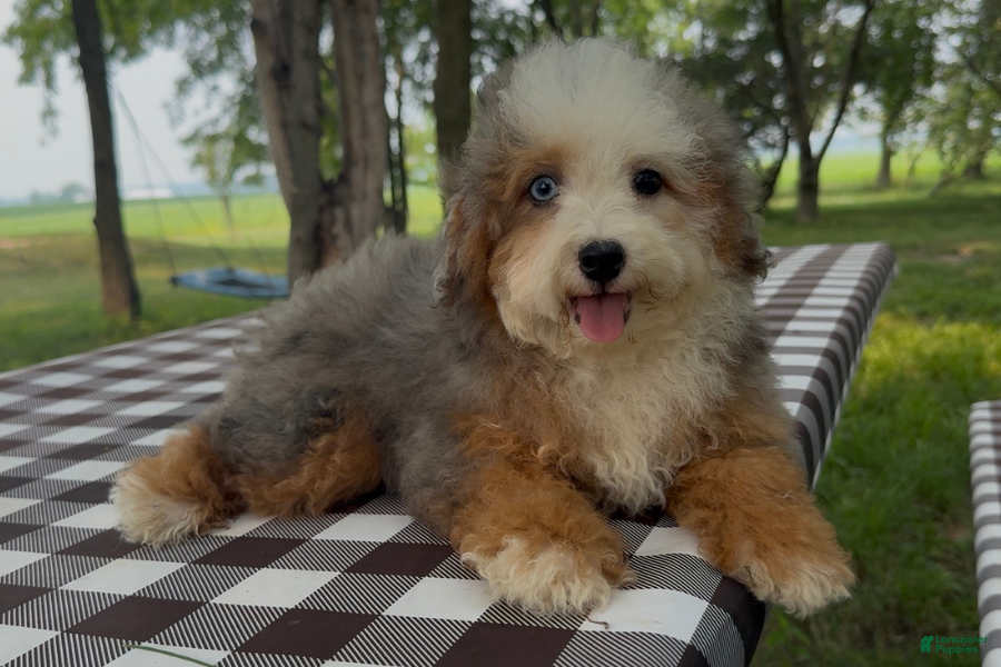 Mini Bernedoodle dogs Charm - Ad 41