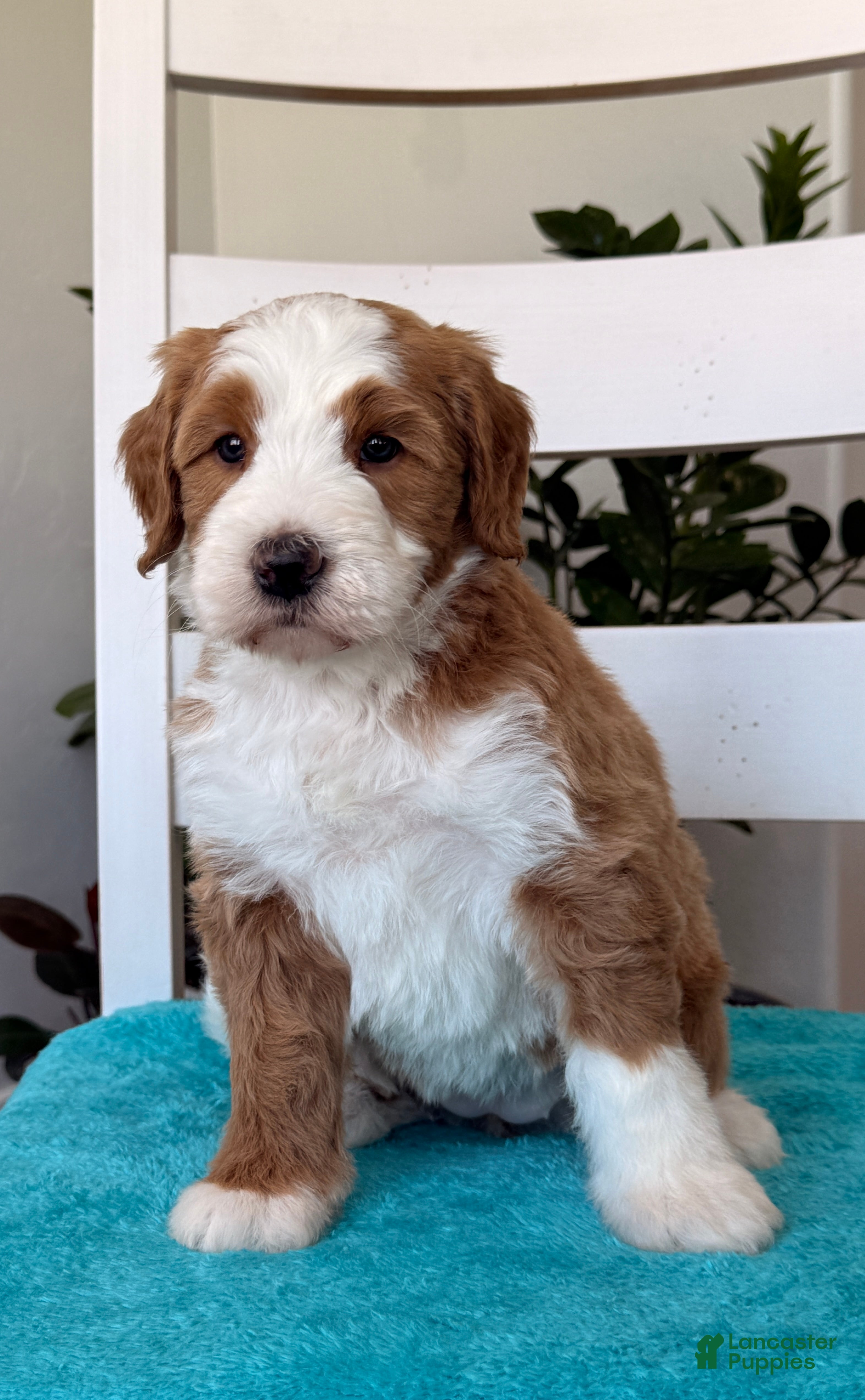 Bernedoodle dogs Maddie - Ad 2