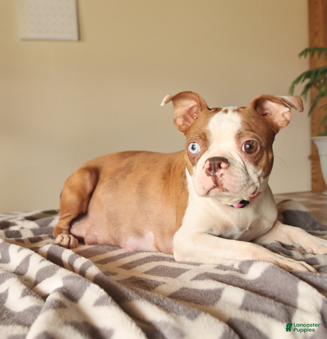 Boston Terrier dogs for sale: Ryanne - Ad 6