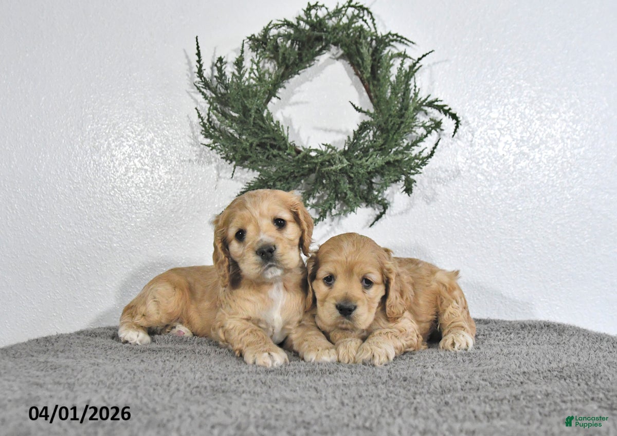 English Cocker Spaniel dogs Kaiser - Ad 2