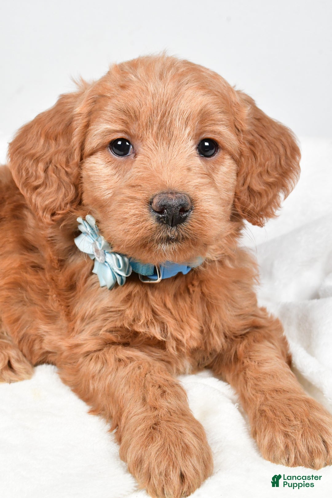 Mini Goldendoodle dogs for sale: Beulah - Ad 3