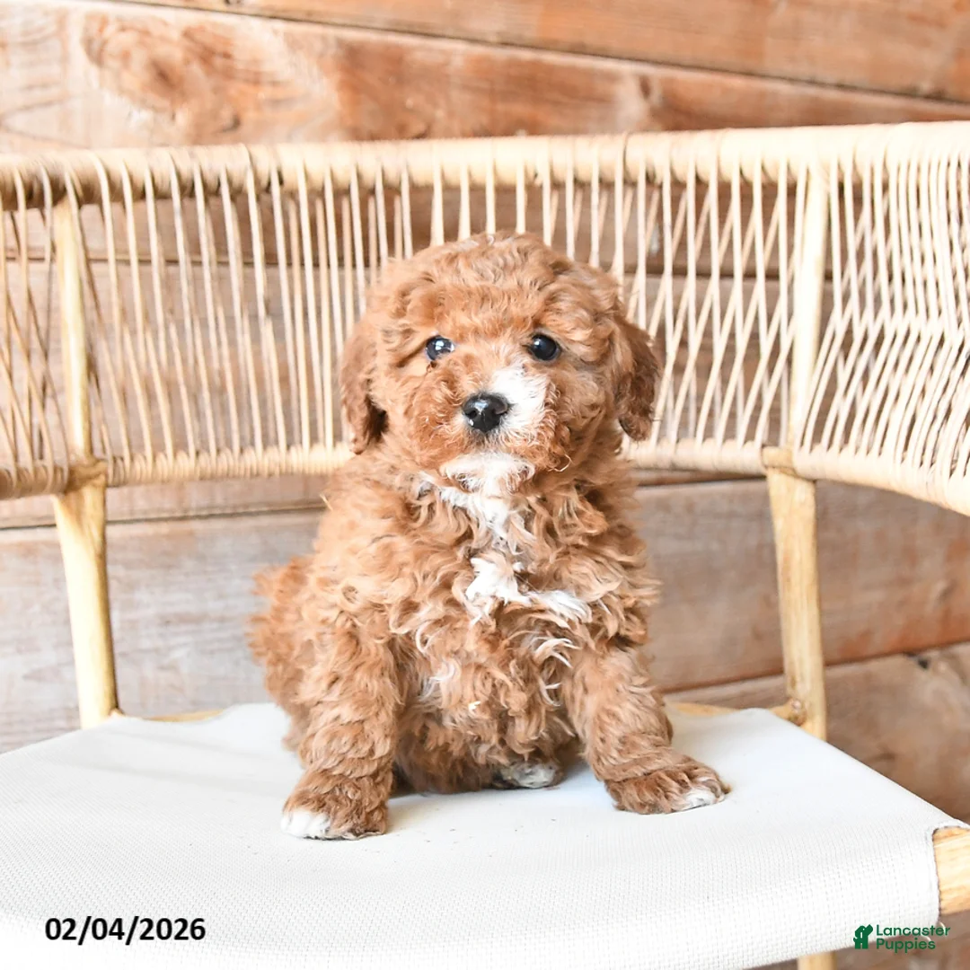 Mini Bernedoodle dogs for sale: Peaches - Ad 3