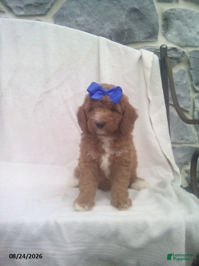Mini Goldendoodle dogs Rex - Ad 2