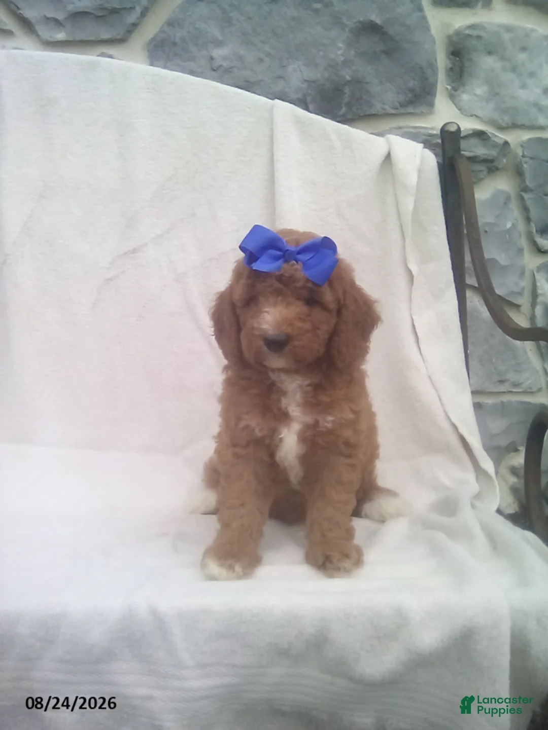 Mini Goldendoodle dogs for sale: Rex - Ad 2